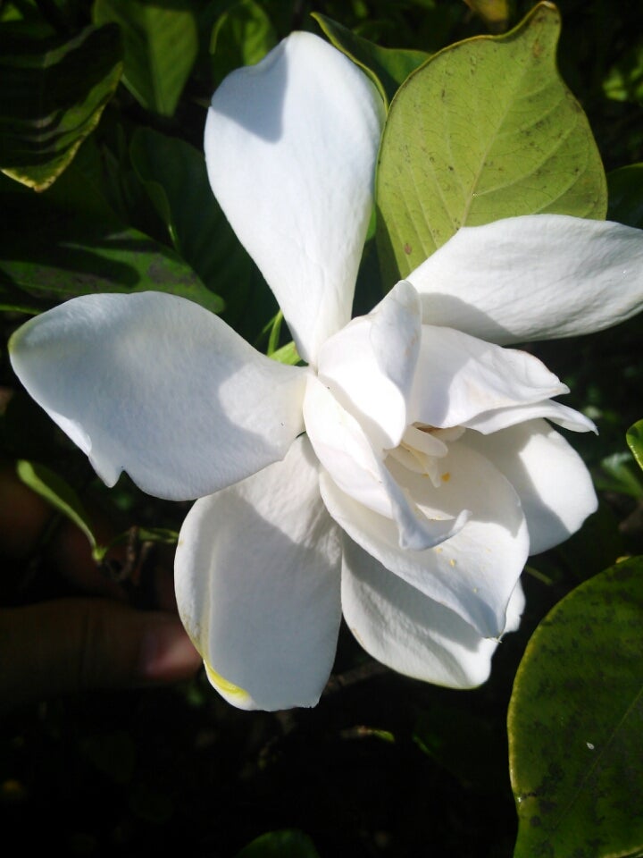 クチナシ ガーデニア 季節の花と花言葉 Kensan 0427さんのﾌﾞﾛｸﾞ