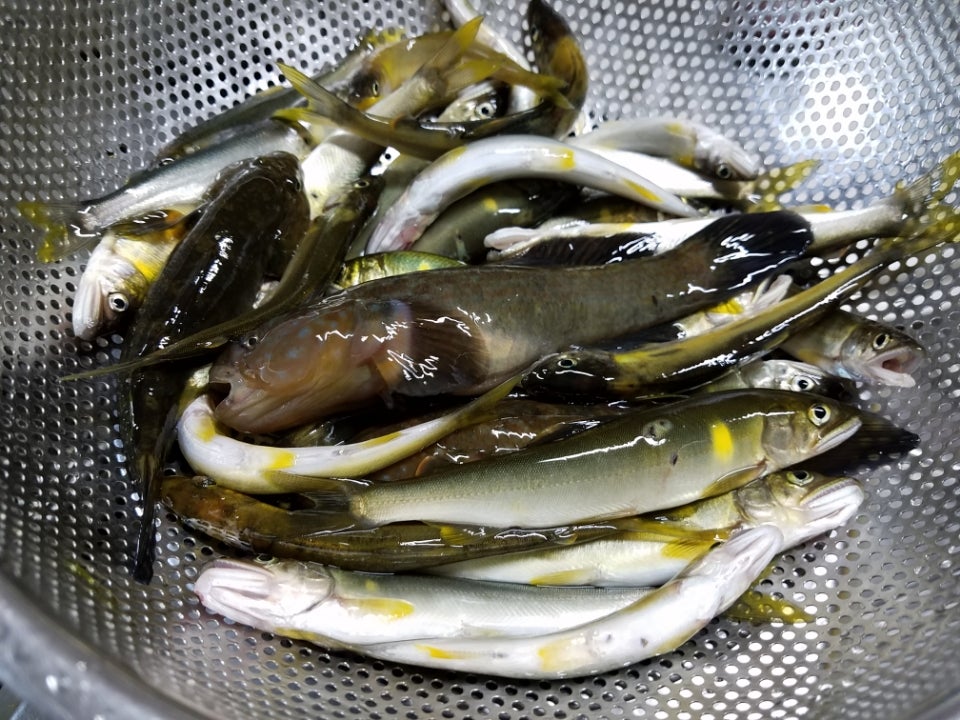 アユとヌマチチブを釣って天ぷらで食べる 雑魚釣り師のブログ
