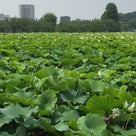 真夏日の・・真っ昼間に♪の記事より