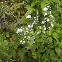 ヒオウギズイセン クロコスミア 濃い緑の中に はっと目を引く鮮やかな朱色が浮かび上がる マイガーデン 花のメモ