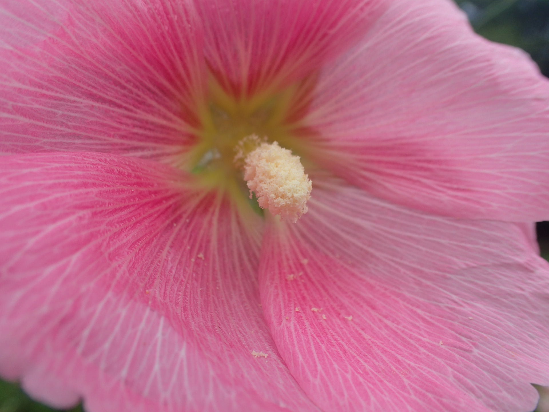 タチアオイ 花の巧妙な構造 | 驚きの日々！日刊・祖師谷公園をめぐる四季