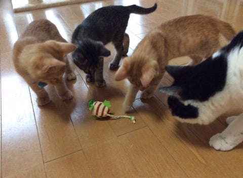 ”猫にやさしく　日本一の哺乳ボラをめざして(その後)”の記事より