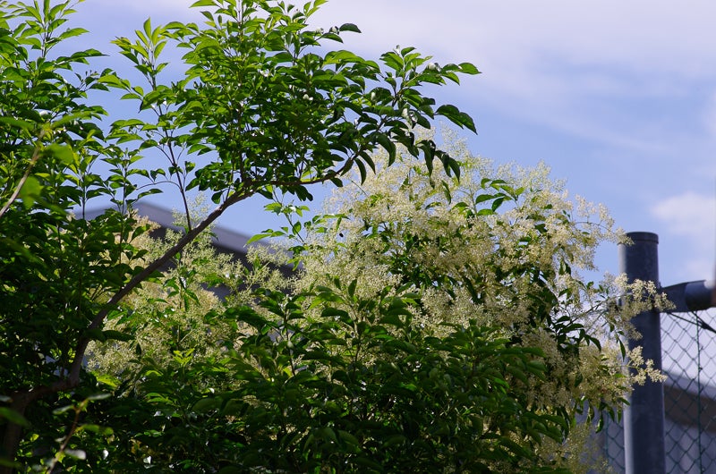 シマトネリコの花がね W ぐんまの庭を目指して
