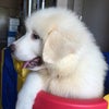 グレートピレニーズとすいかの画像