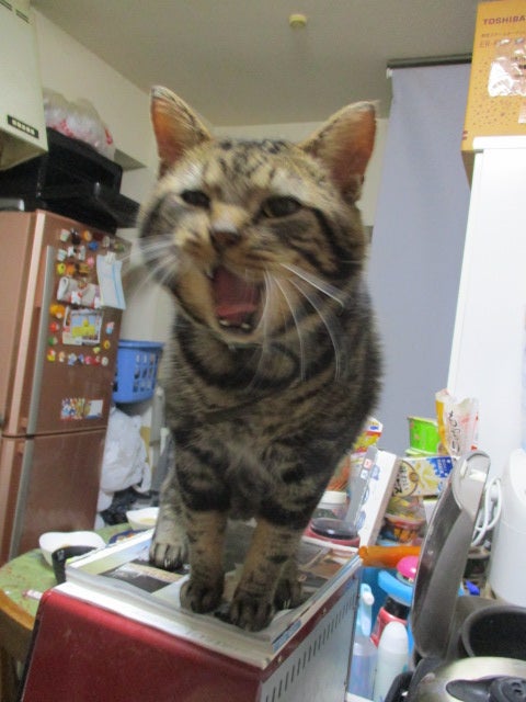 12歳になりました。。の記事画像