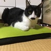 セルフレジ❓の画像