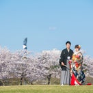 春の風物詩『桜』と『和装前撮り』　婚礼写真ならPICへ！！！！の記事より