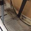 ハリーネズミの画像