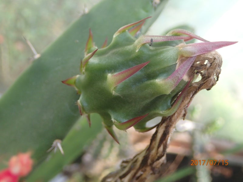 三角袖の種 エケベリア セクンダ綴化の植え替え さくたろうのサボテン栽培と日々の出来事ブログ
