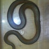 日本のヘビ　ヒバカリの画像