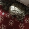 ハリーネズミ 6の画像