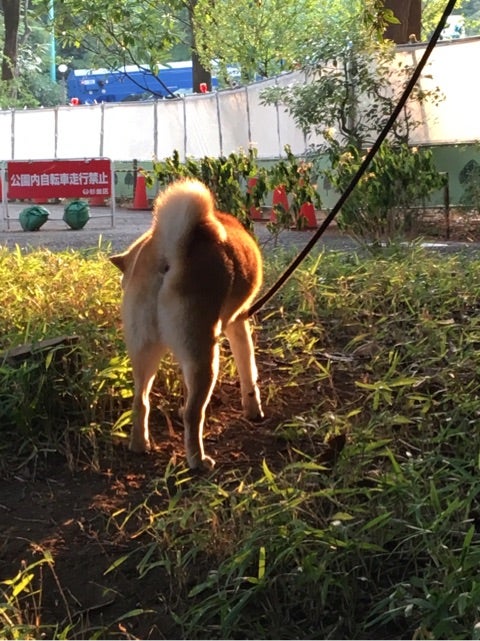 ワンちゃんも アリ に注意しましょう 犬のフードコーディネーターが作る犬のごはんとおやつ Dog Yell ドッグエール