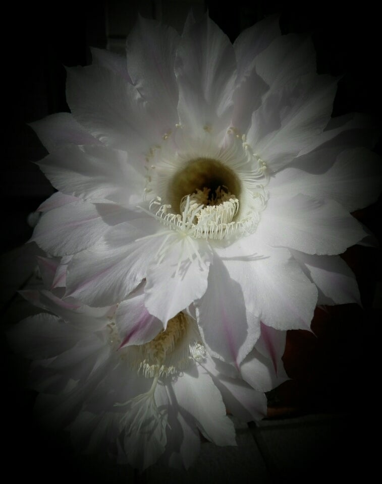 サボテンの白い花 夢見がちの