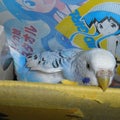 千葉県魚貝鳥類情報