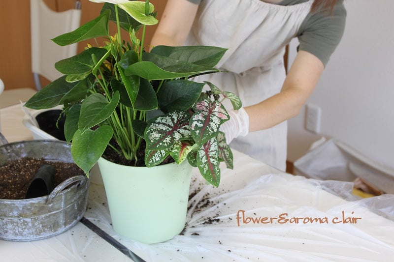観葉植物の寄せ植え レギュラーコース 松本市 花とアロマの教室clair クレール