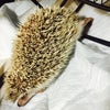 ハリーネズミ 7の画像
