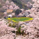 福島の花見山に行った時の春爛漫画像♡の記事より
