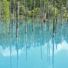北海道縦断３日目：神秘の感動スポット！“白金青い池”の記事より