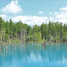 北海道縦断３日目：神秘の感動スポット！“白金青い池”の記事より