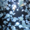 加茂水族館（かわいい水の生き物たち)の画像