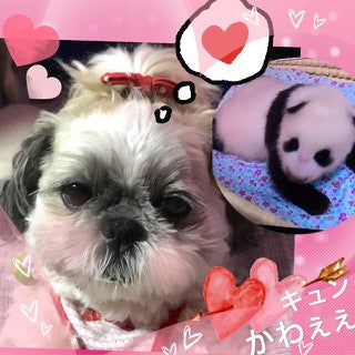 上野動物園のパンダの赤ちゃん もふもふでかわいい 久しぶりにドキュンしち Anzerikoのブログ