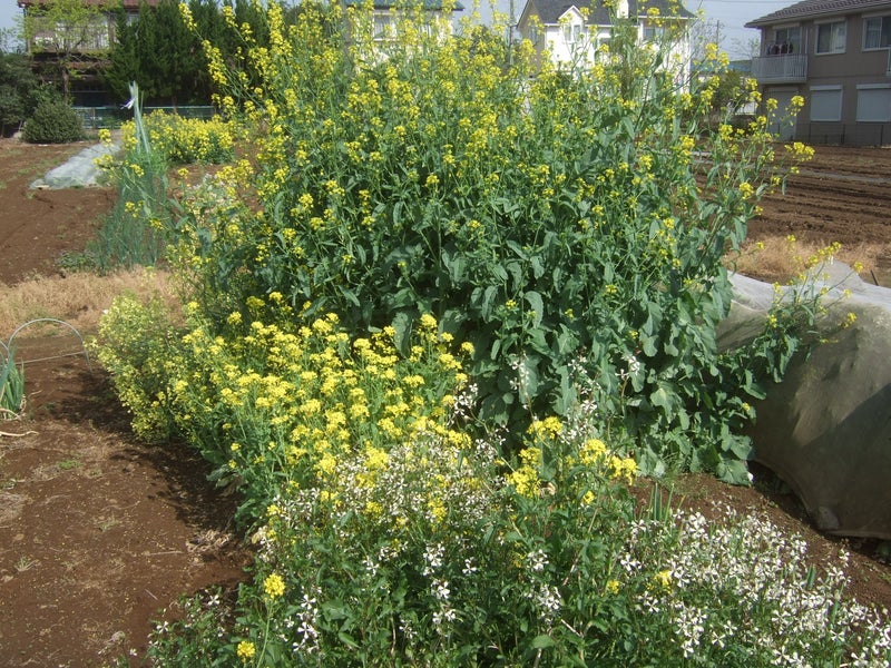 黄からし菜の種取り 黄からし菜の種はマスタード 野菜ソムリエの農園便り