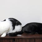 茶箪笥の上の猫２匹【FF14以外】の記事より