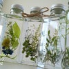 Herbarium*momoka百華―by.AtelierM2の画像