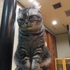 ♡猫カフェ♡奈良の画像
