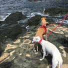 我が家の夏旅　犬連れ東北秋田　日本海も満喫で⑦の記事より