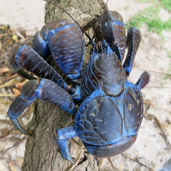 沖縄の美味しい海老 蟹 ニライカナイ