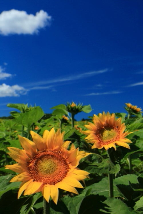 北海道夏景色 ひまわりの花のように 北竜町 空のむこうには