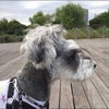 今日は雨のち曇り☁️  ママはお仕事、 にーたんは学校、 ボクたんはお留守なのだ…の画像