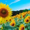 sunflower *の画像