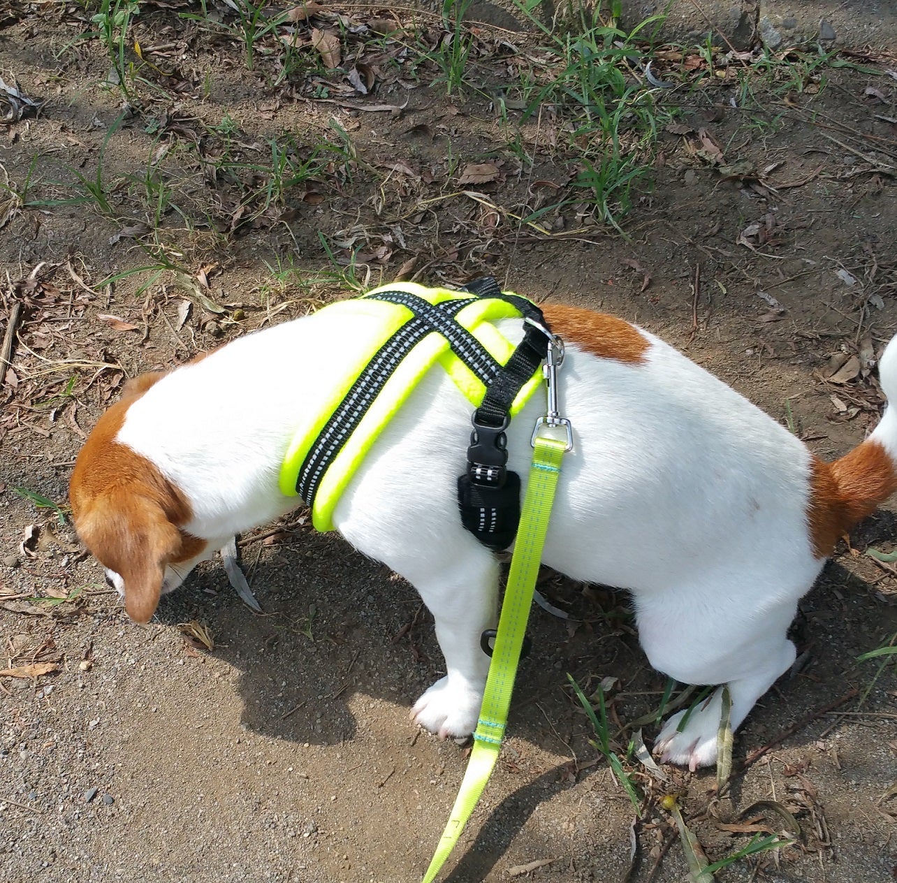 JRTハナのあらえっさ日記～犬と子供と時々株式投資～【この警告文…どうする？】