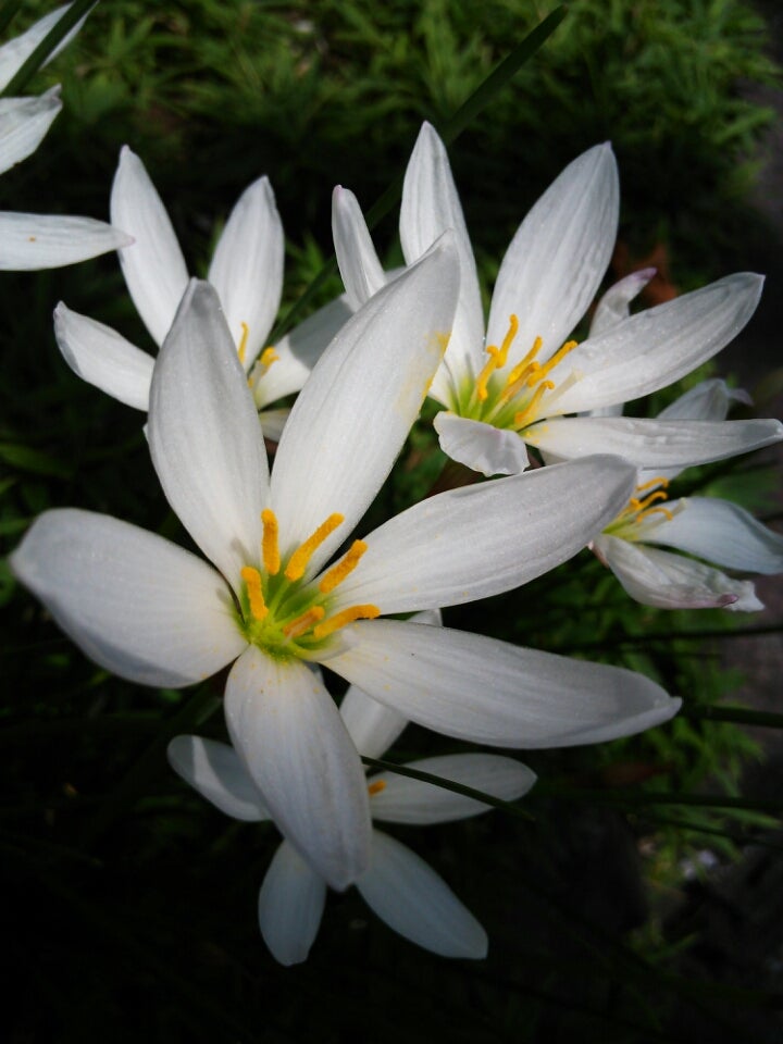 ゼフィランサス（タマスダレ）・季節の花と花言葉 | kensan-0427さんの 