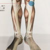 ランナー膝の画像
