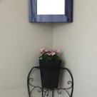 インテリア壁掛け仏壇と季節のお花：ピンクのビンカ（ニチニチソウ／日々草）の記事より