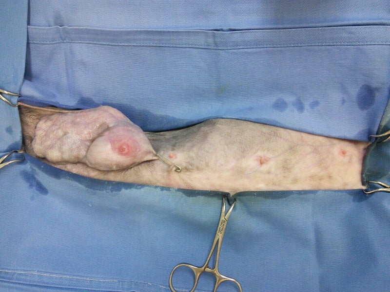 猫 乳腺 腫瘍 画像