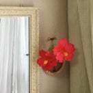 インテリア壁掛け仏壇と季節のお花：ハイビスカス（Hibiscus・・・その２）の記事より