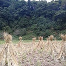 米の収穫までの記事より