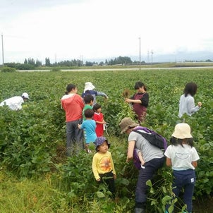 「畑から食卓へのお便り　夏のおでかけ編～枝豆収穫体験～」開催しました。の画像