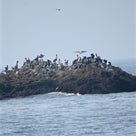 海の中の岩に群れる「褐色ペリカン」＊浜辺の二帯千鳥の記事より