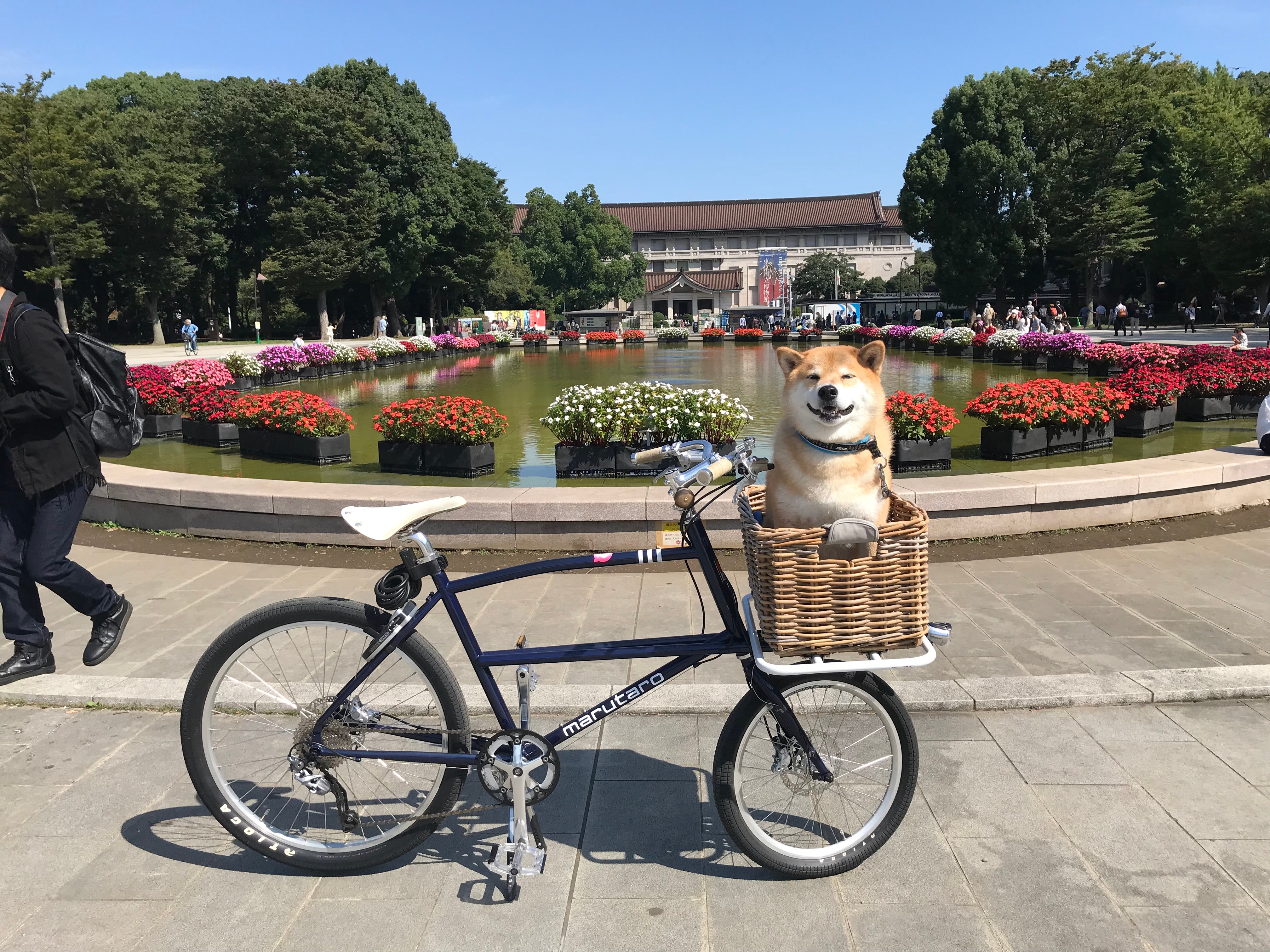柴犬運搬用自転車を紹介します 柴犬まるオフィシャルブログ「笑う門にはまる来たる」Powered by Ameba