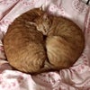 お久しぶりの(●´ω｀●)の画像