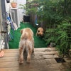 2匹のトイレ事情‥の画像