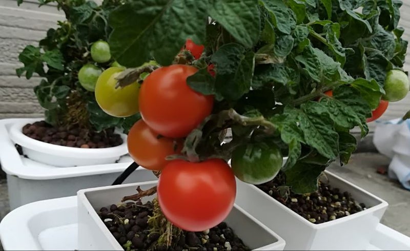 水耕栽培ミニトマト レジナ の各タイプ 成功 たっちゅん ヾ ﾉのブログ