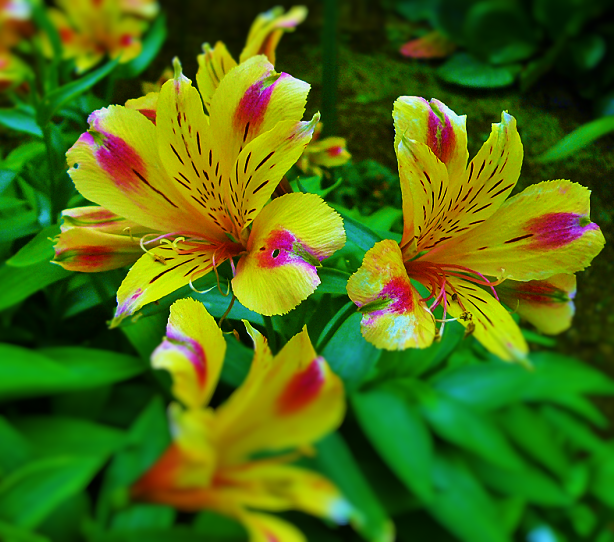 アルストロメリア・キイサバ | ちょうさんの花のブログ