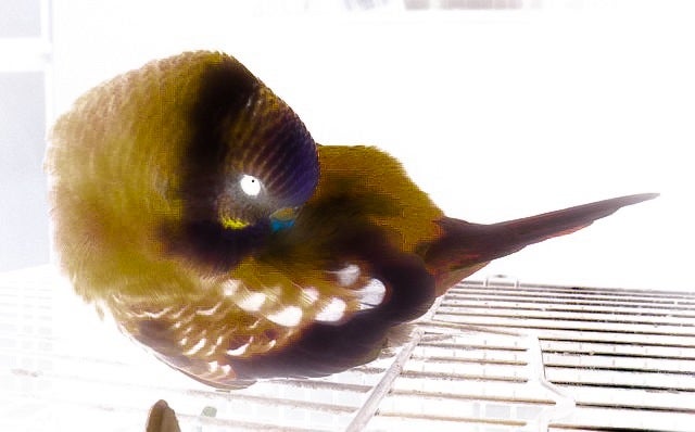 赤いセキセイインコを作ろうとした男 千葉県魚貝鳥類情報
