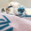 りっちゃんの寝顔の画像